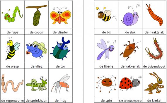 Woordkaartjes kriebelbeestjes kleur