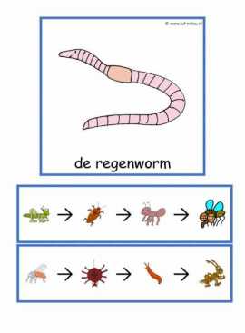Beebots - Woordenschat kriebelbeestjes
