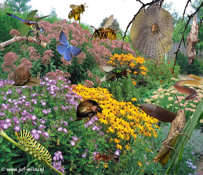 Praatplaat kriebelbeestjes