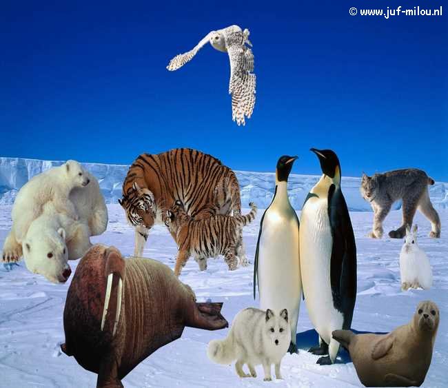 Praatplaat sneeuwdieren
