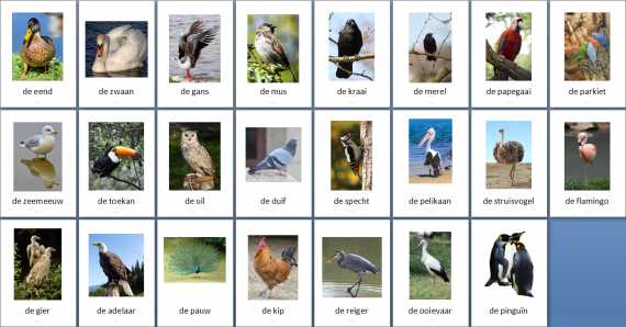 Themakaarten - vogels - groot