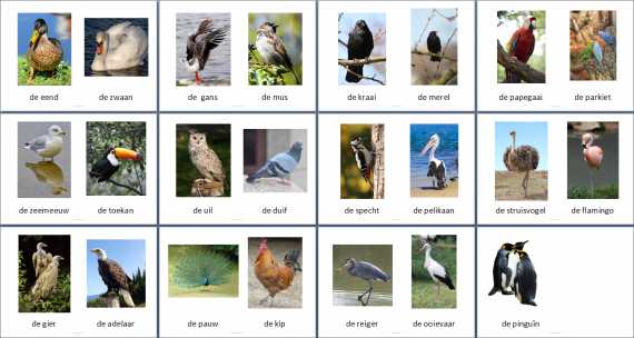 Themakaarten - vogels - klein