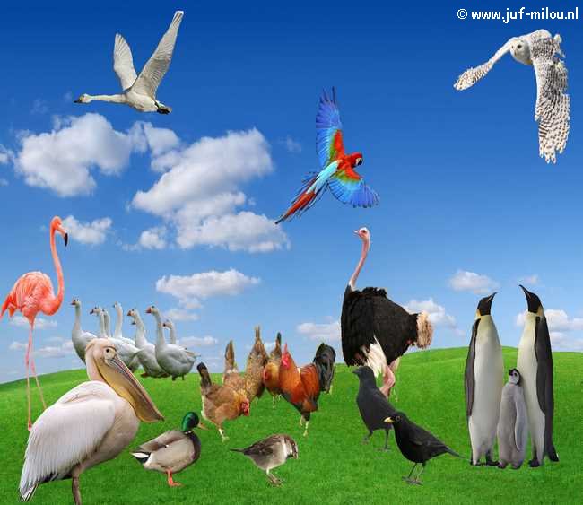Praatplaat vogels