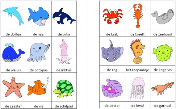 Woordkaartjes zeedieren kleur
