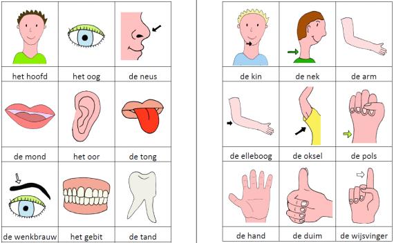 Woordkaartjes lichaam kleur