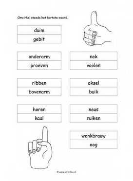 Werkblad lichaam - Kortste woord