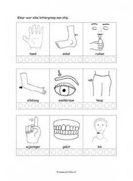 Werkblad lichaam - Lettergrepen